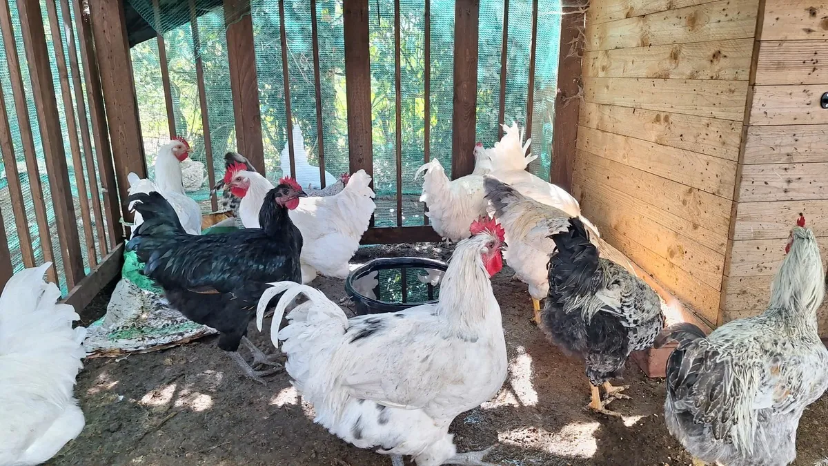 Rooster - Image 4