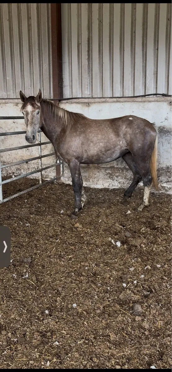 Roan filly - Image 1