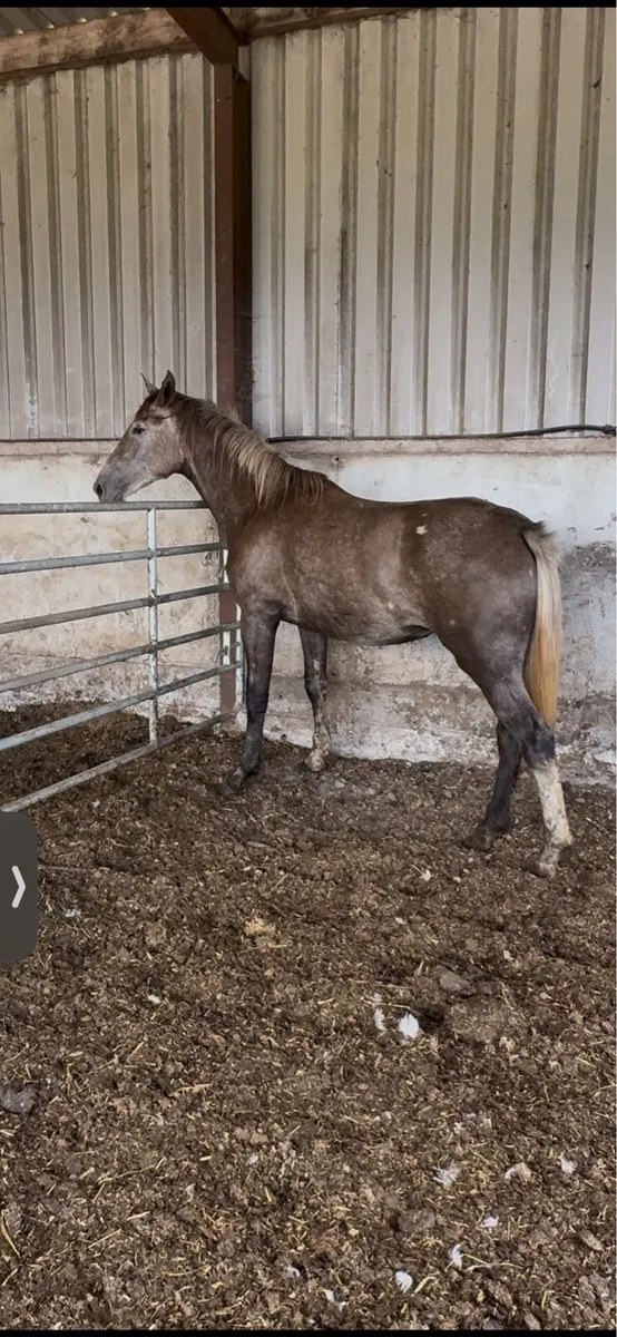 Roan filly - Image 2