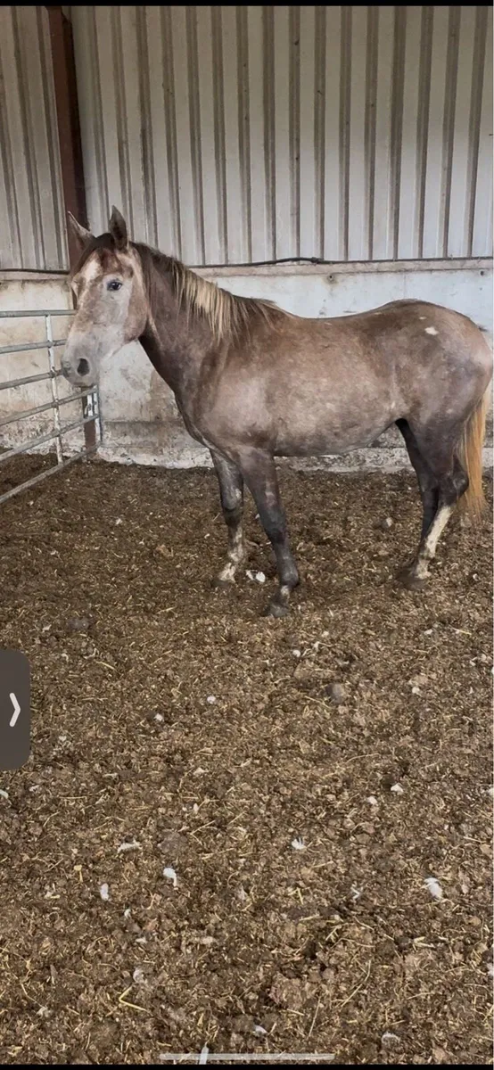 Roan filly - Image 3