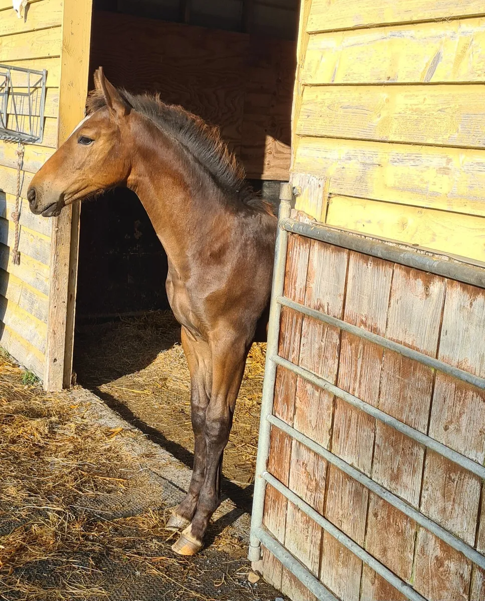Tyson Colt Foal - Image 2
