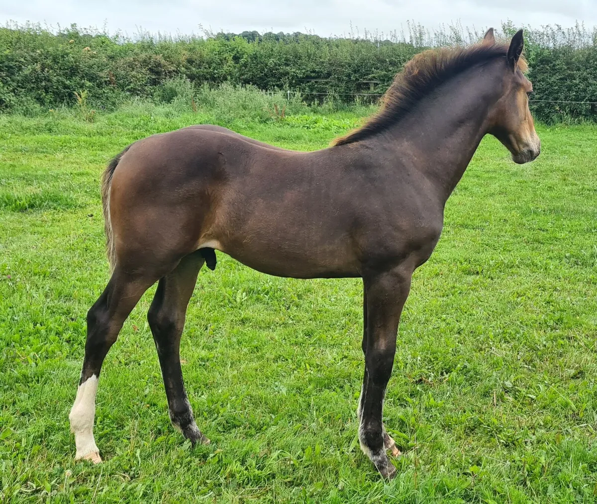 Tyson Colt Foal - Image 3