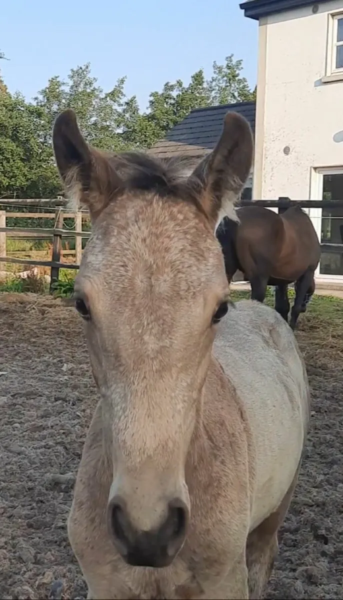 Mare and dun colt foal. - Image 2