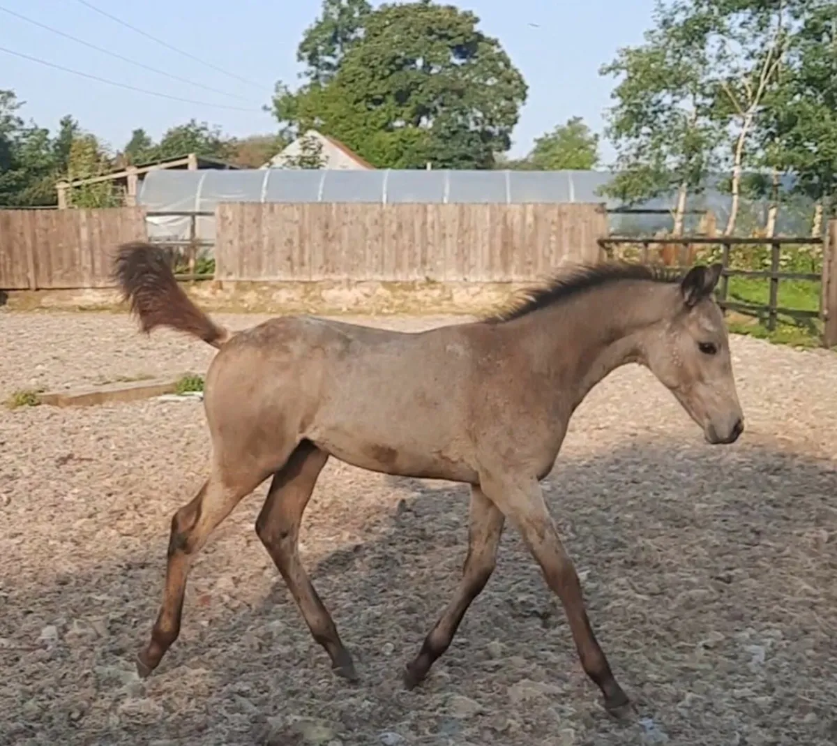 Mare and dun colt foal. - Image 3