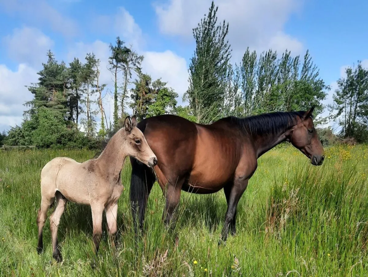 Mare and dun colt foal. - Image 1