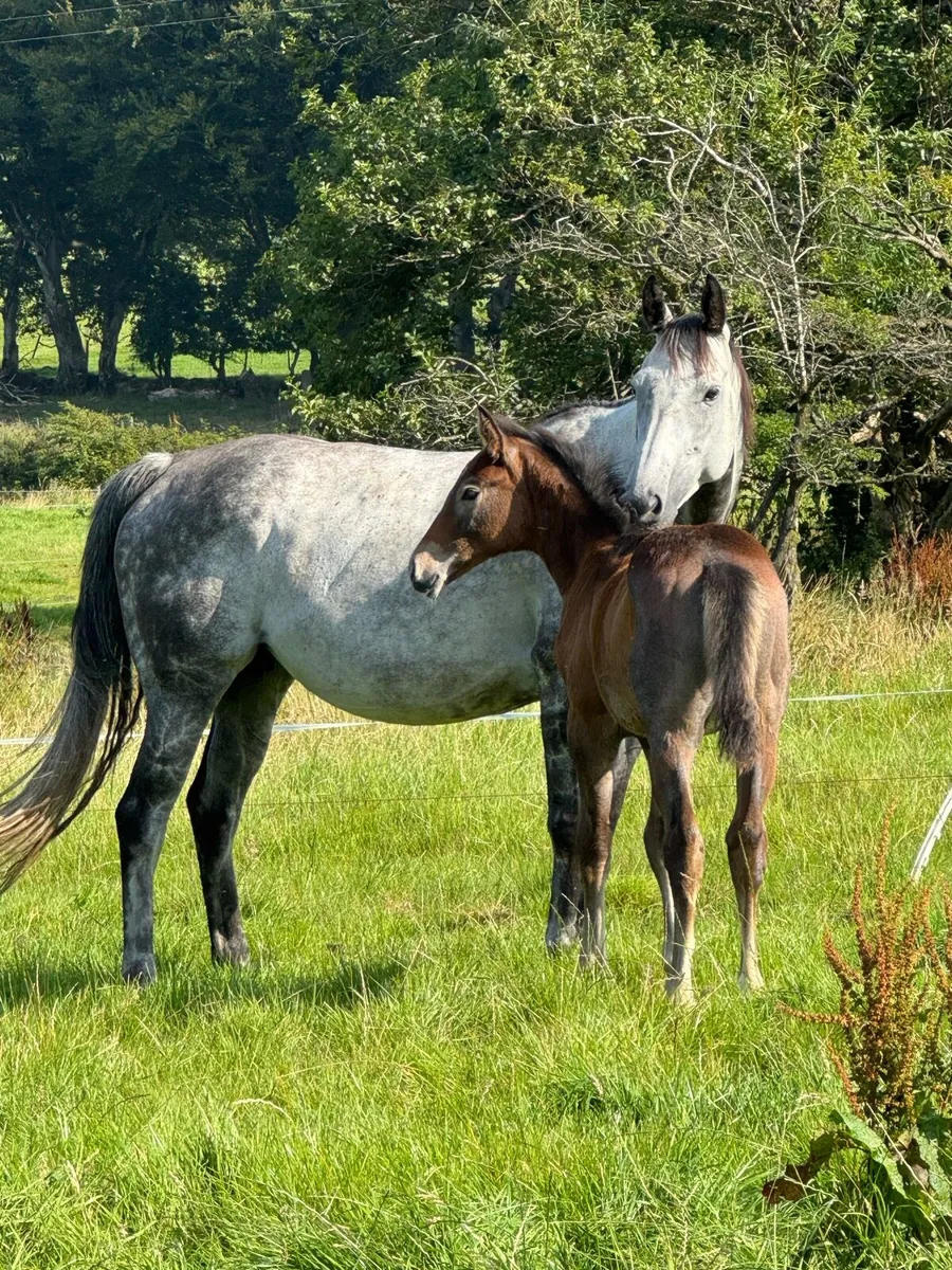 Edenagor Star filly foal - Image 1