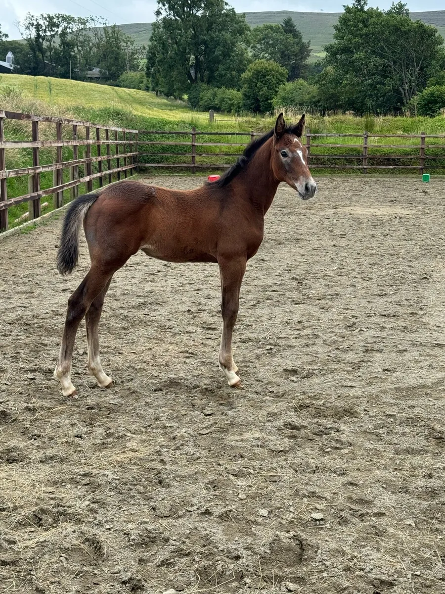 Edenagor Star filly foal - Image 2
