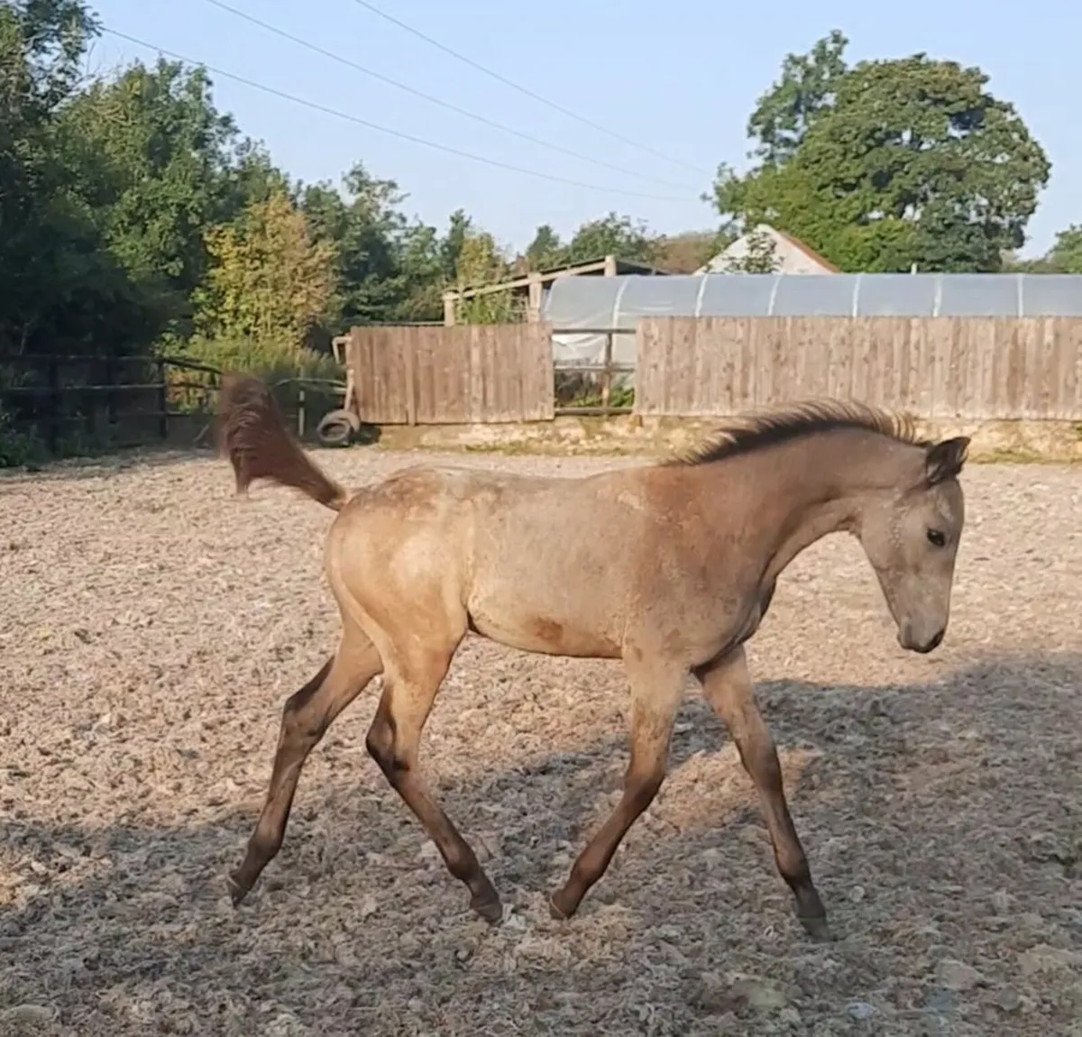 Mare and dun colt foal. - Image 4