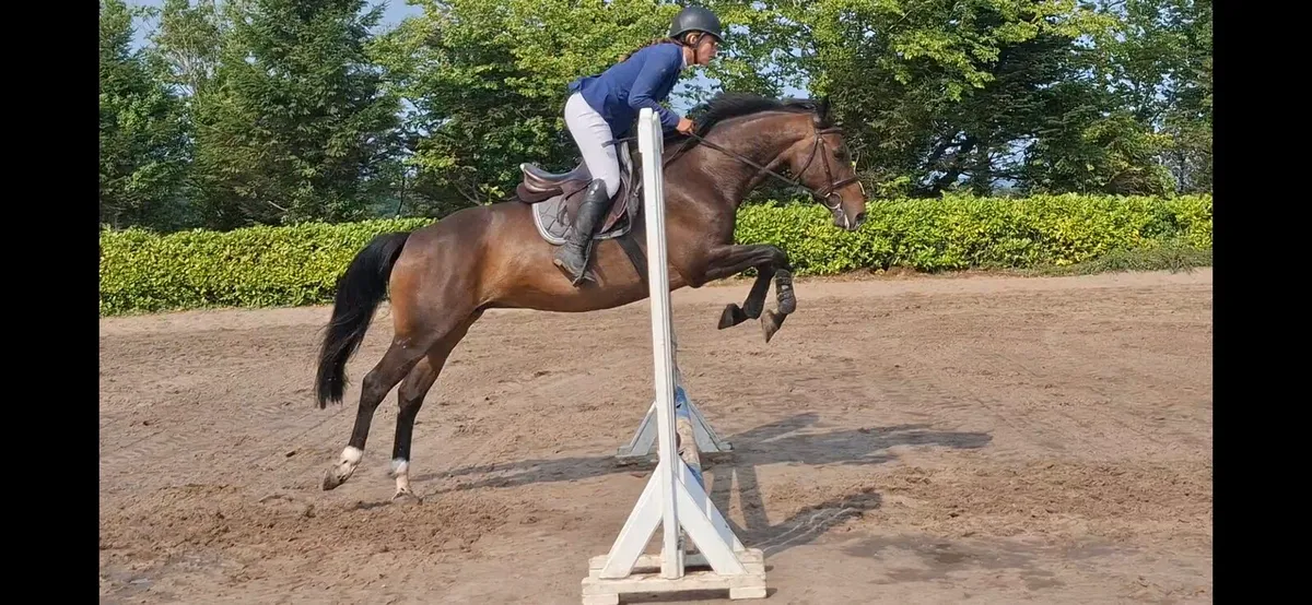 Amazing 16.1hh mare - Image 1