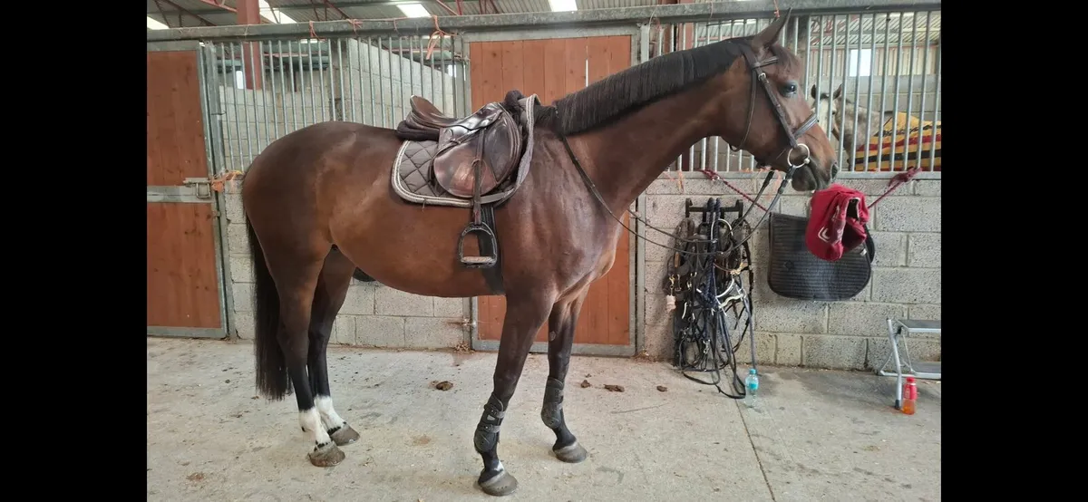 Amazing 16.1hh mare - Image 2