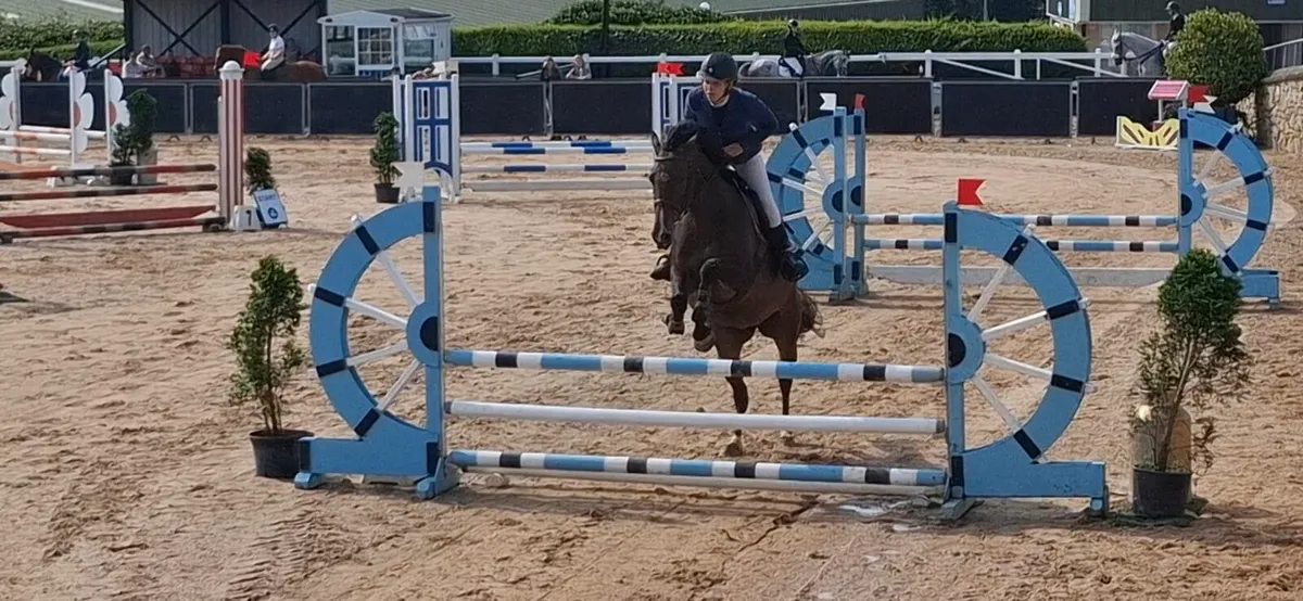Amazing 16.1hh mare - Image 3