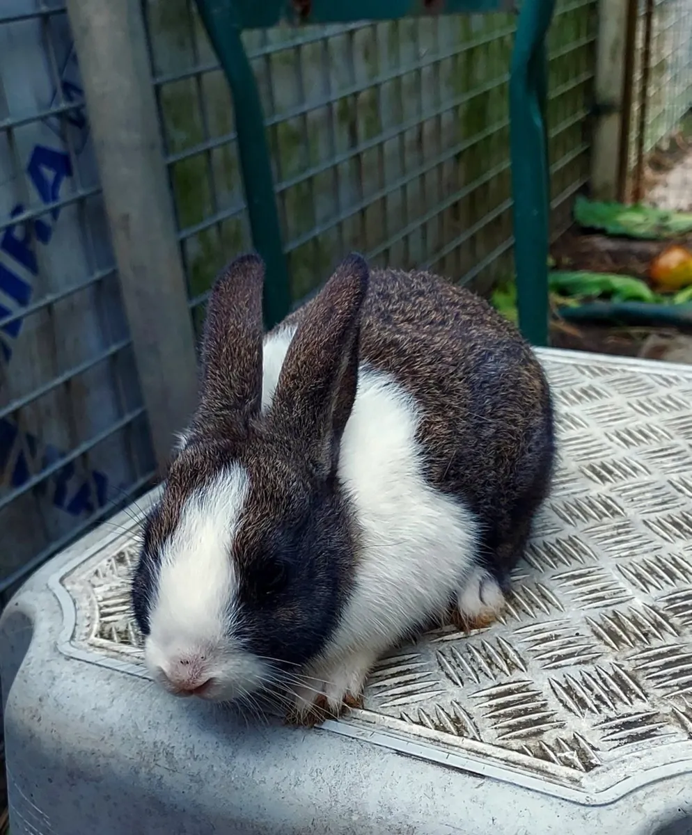 Baby rabbits - Image 2