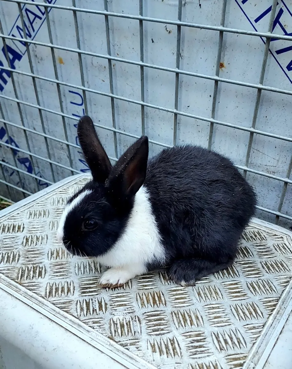 Baby rabbits - Image 3