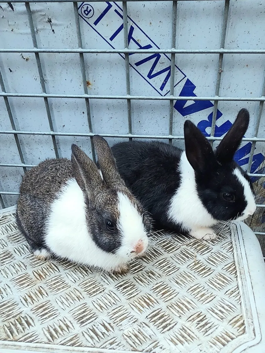 Baby rabbits - Image 1