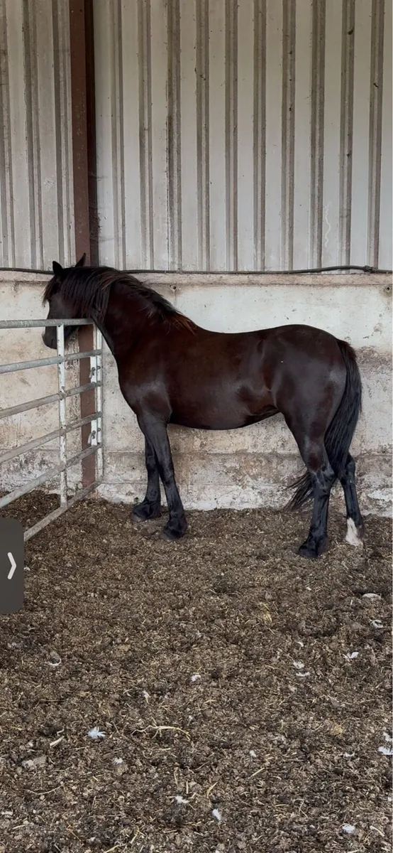 Black filly - Image 2