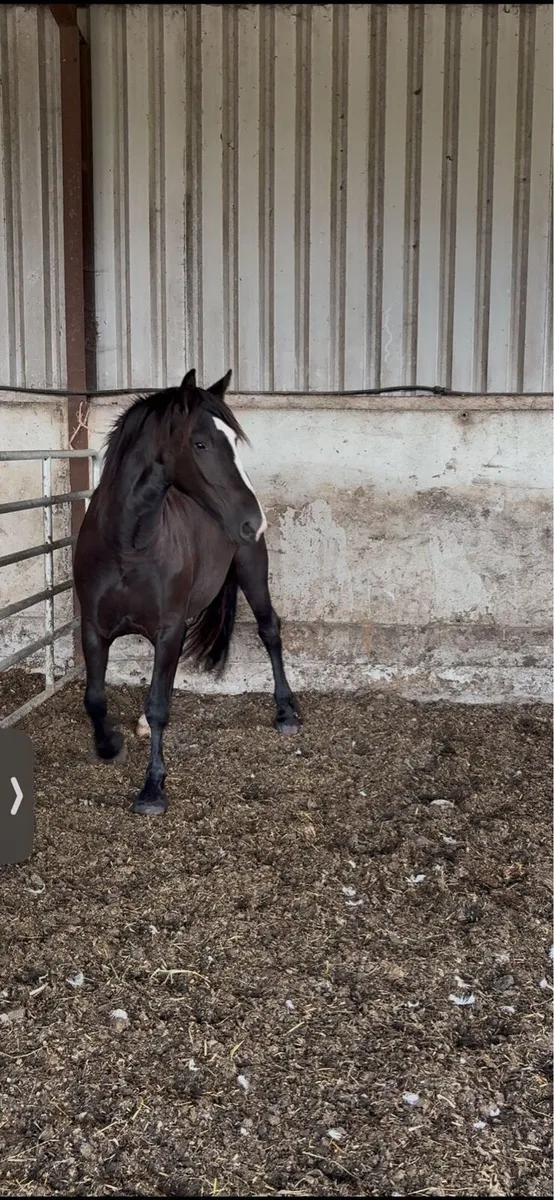 Black filly - Image 3
