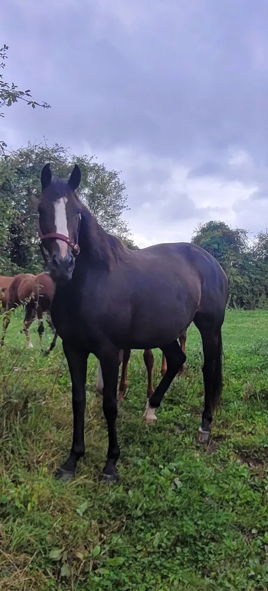 N.H.Mare and Foal - Image 2