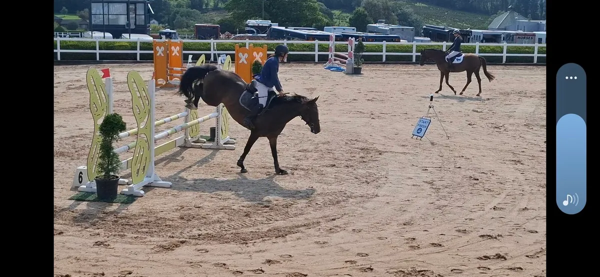 Amazing 16.1hh mare - Image 4
