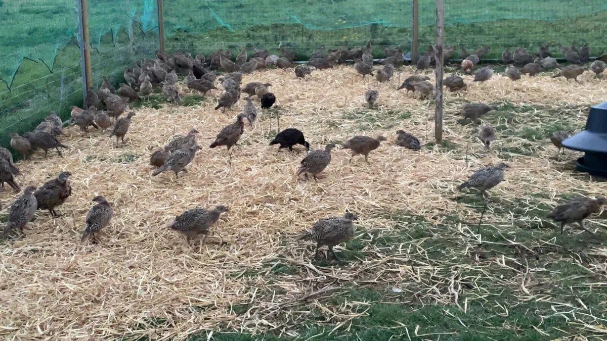 Pheasants Poults - Image 1