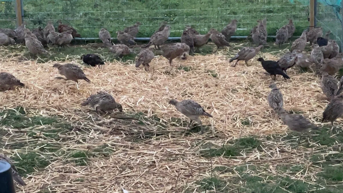 Pheasants Poults - Image 2