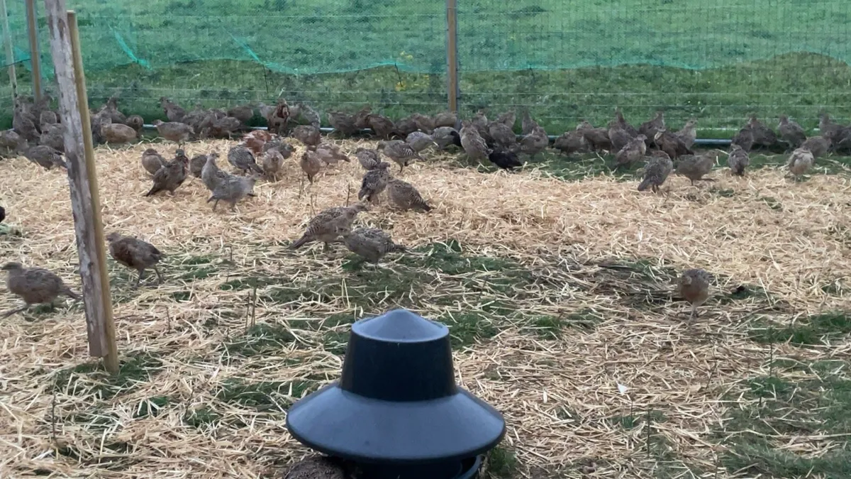 Pheasants Poults - Image 3