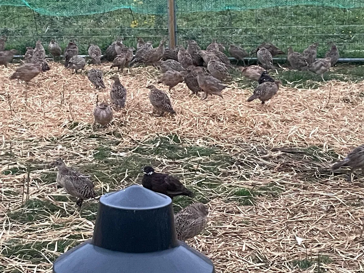 Pheasants Poults - Image 4