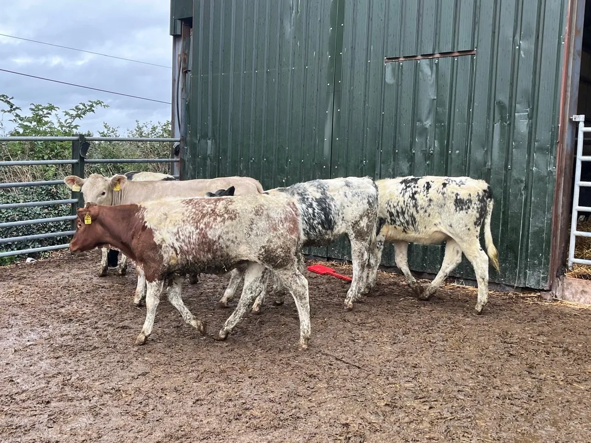 5 super  blue continental heifers - Image 1