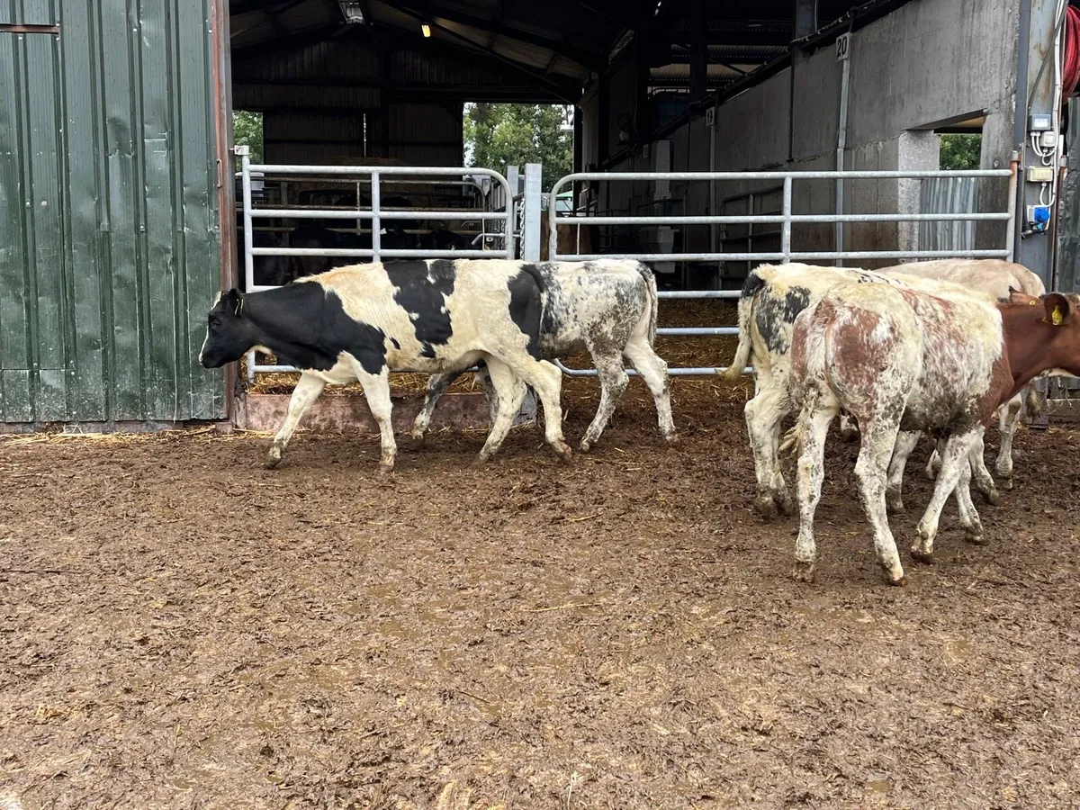 5 super  blue continental heifers - Image 3