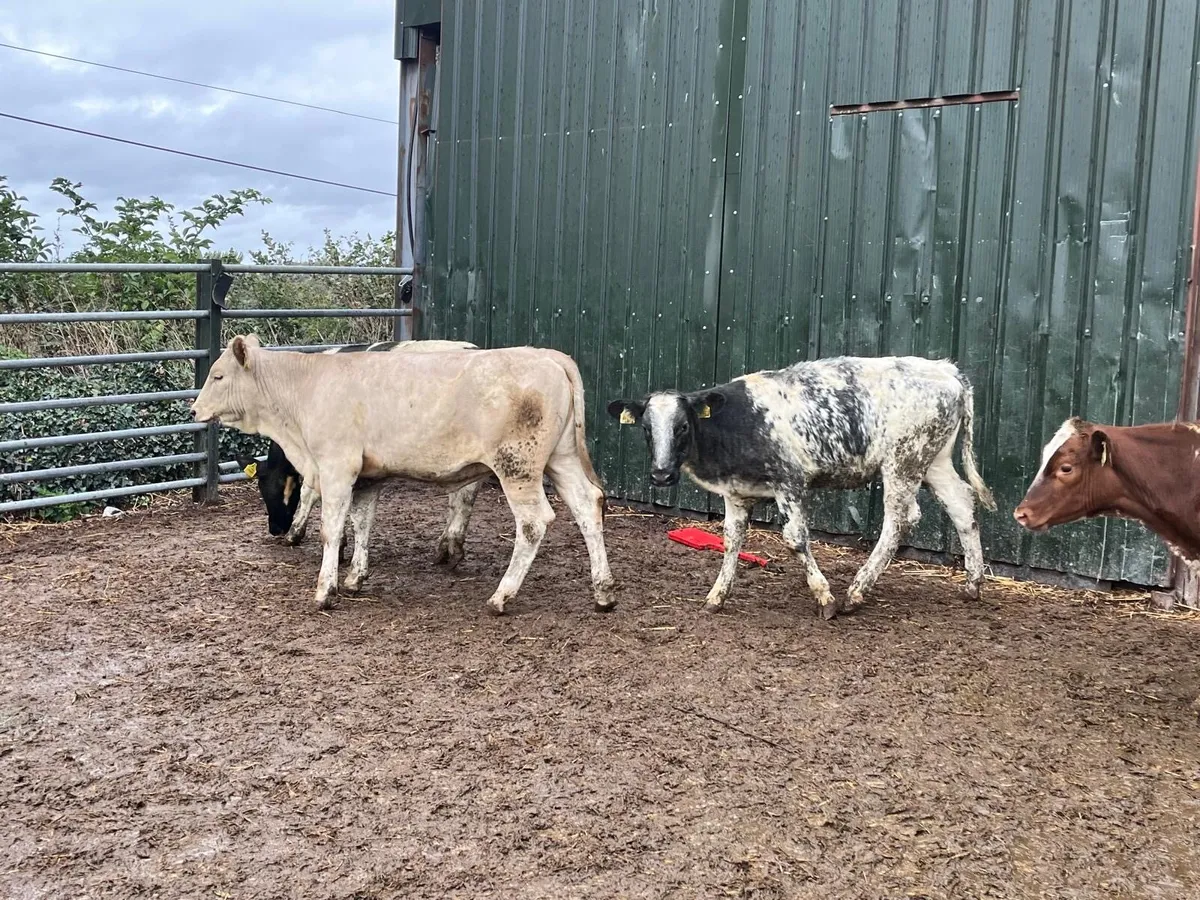 5 super  blue continental heifers - Image 4