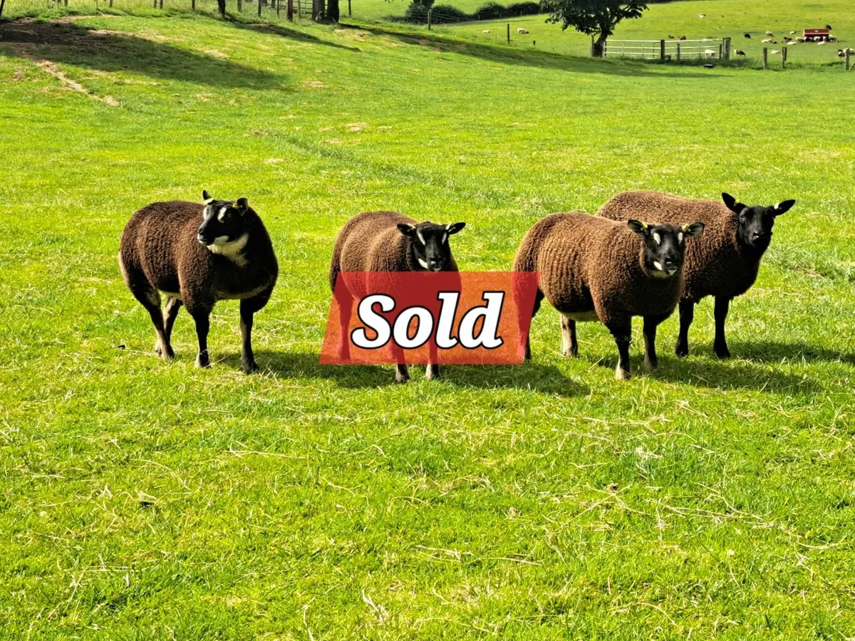 Dassenkop Ewe Lambs - Image 1