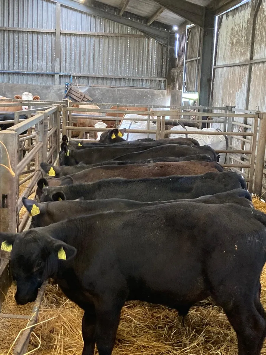 AA 10 bulls - Image 1