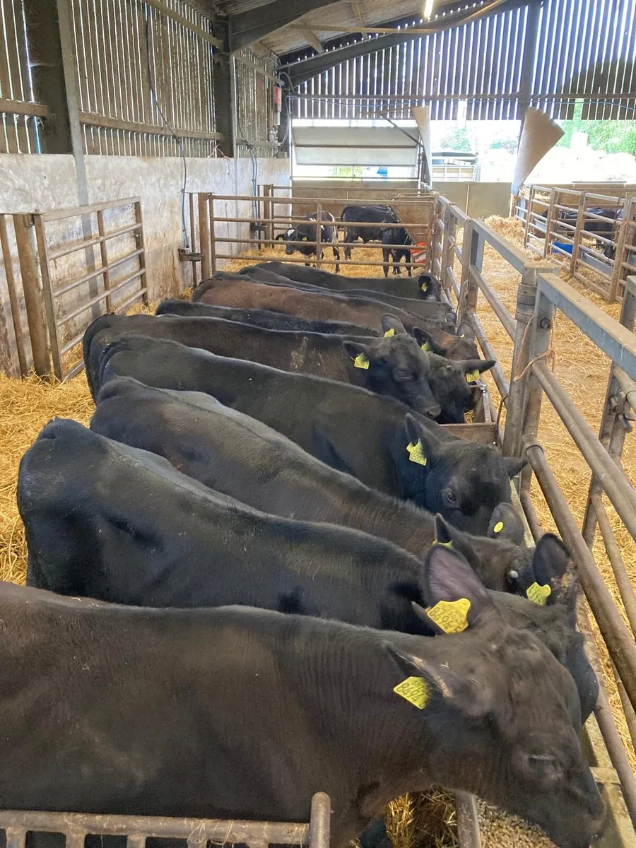 AA 10 bulls - Image 2