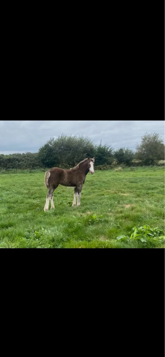Filly foal - Image 1