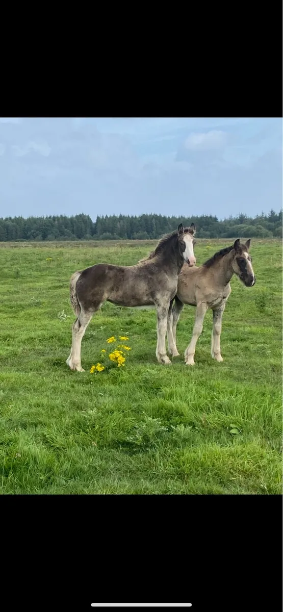 Filly foal - Image 2