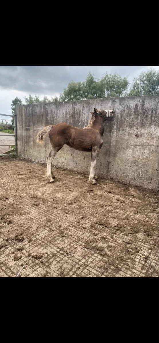 Filly foal - Image 3