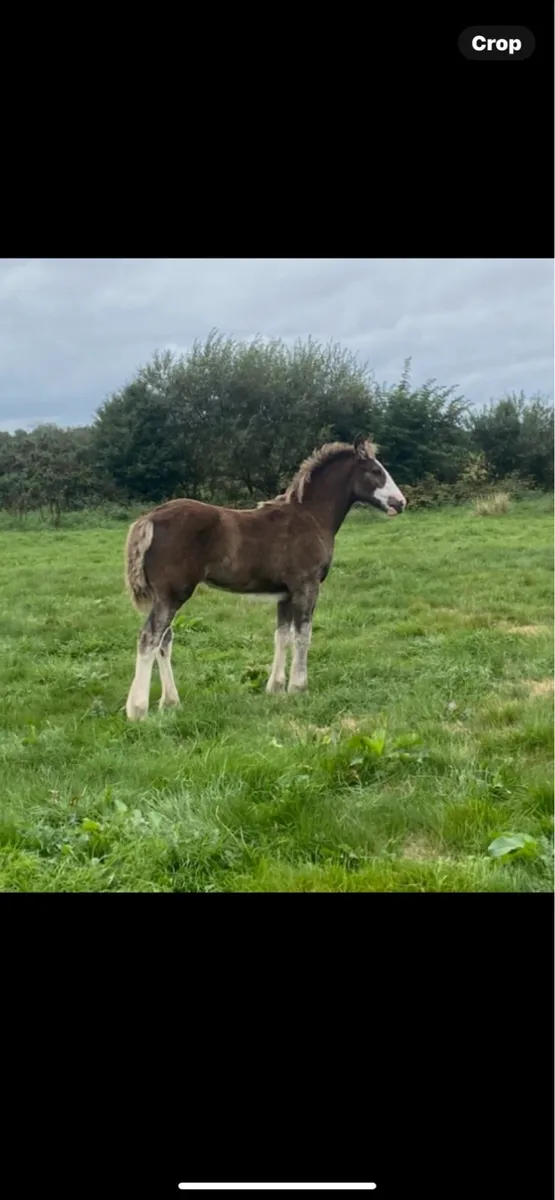 Filly foal - Image 4