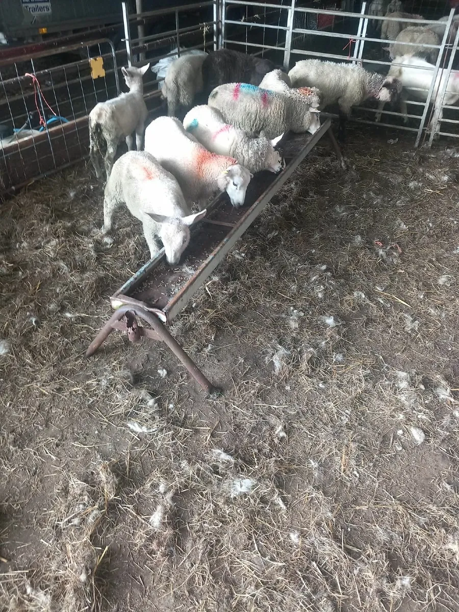Ram lambs - Image 1