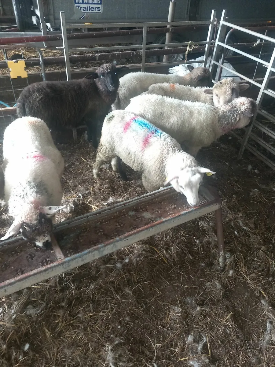 Ram lambs - Image 2