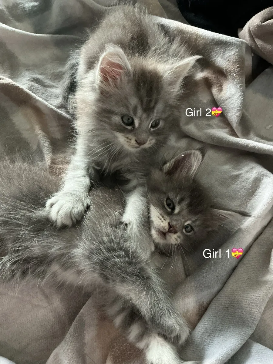 Intelligent Purebred Maine Coon Beauties - Image 1