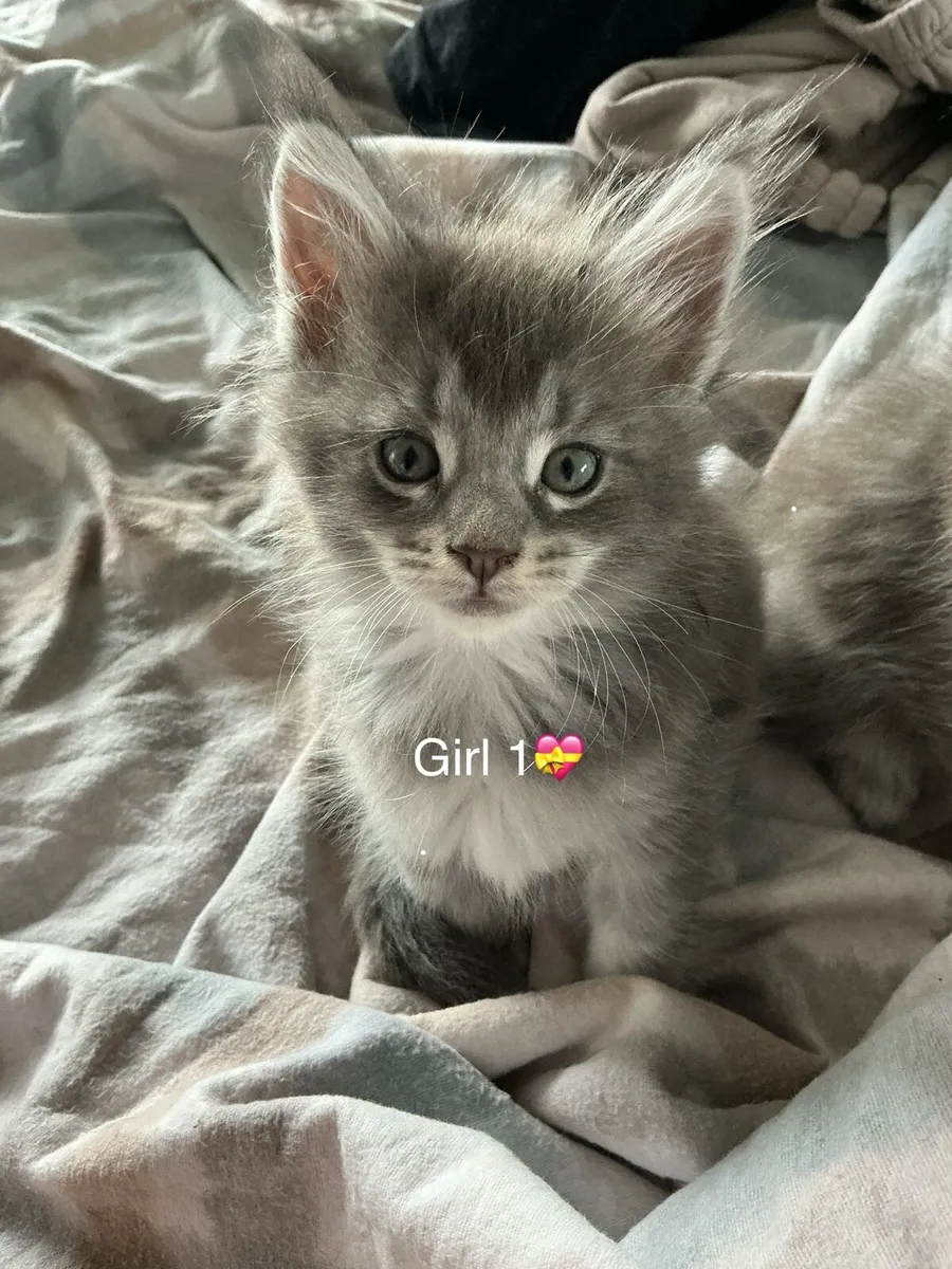 Intelligent Purebred Maine Coon Beauties - Image 2