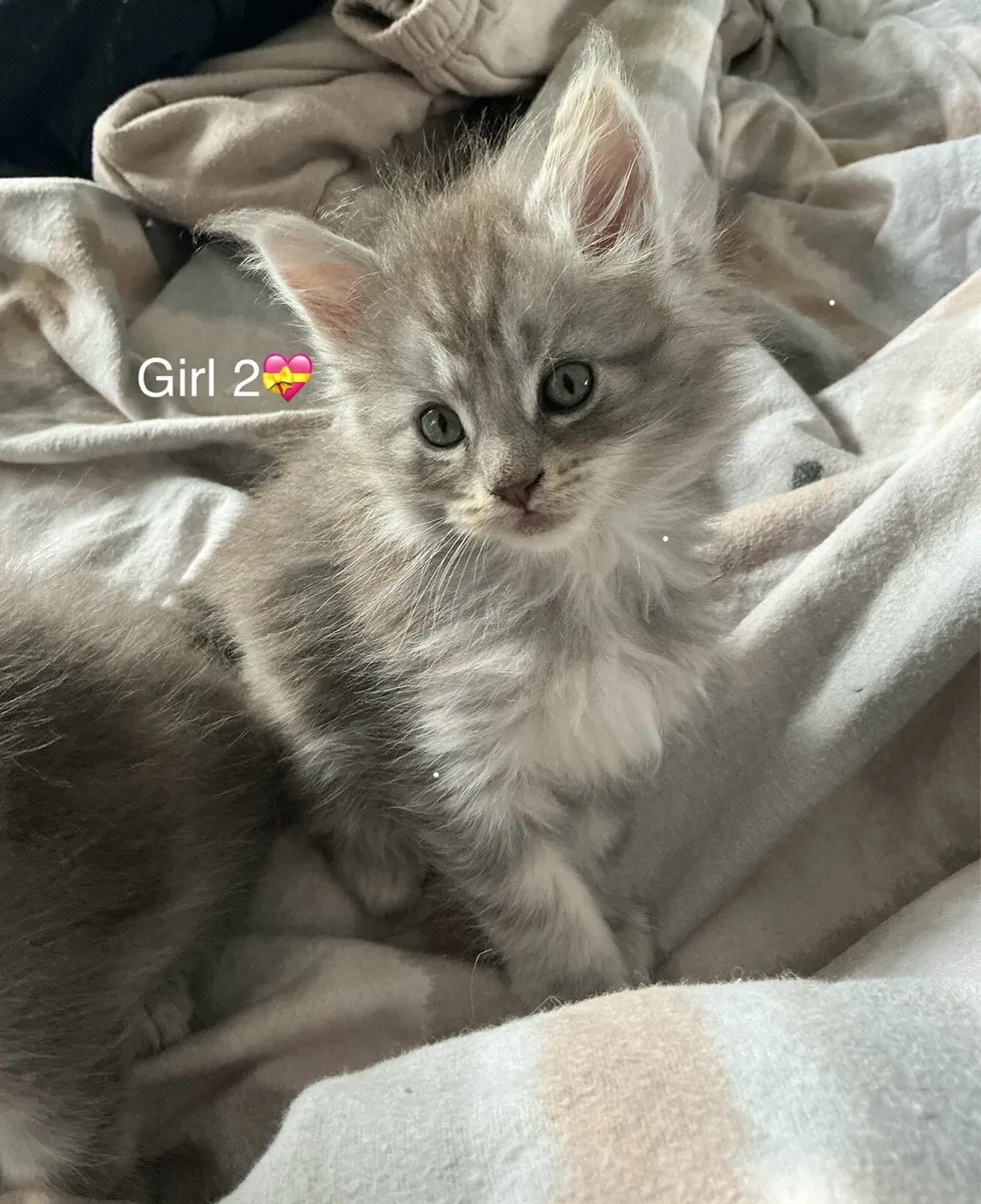 Intelligent Purebred Maine Coon Beauties - Image 3