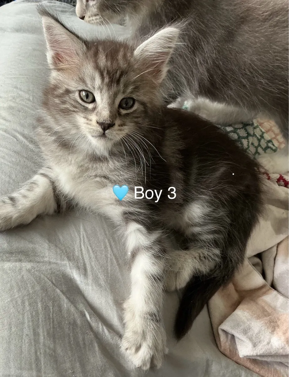 Intelligent Purebred Maine Coon Beauties - Image 4