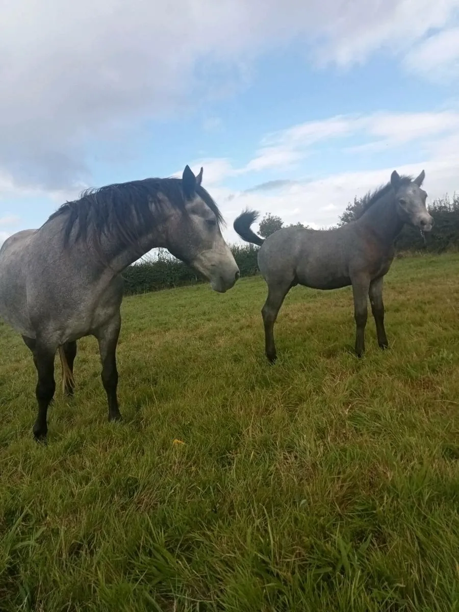 Silver Shadow Class one Mare - Image 3