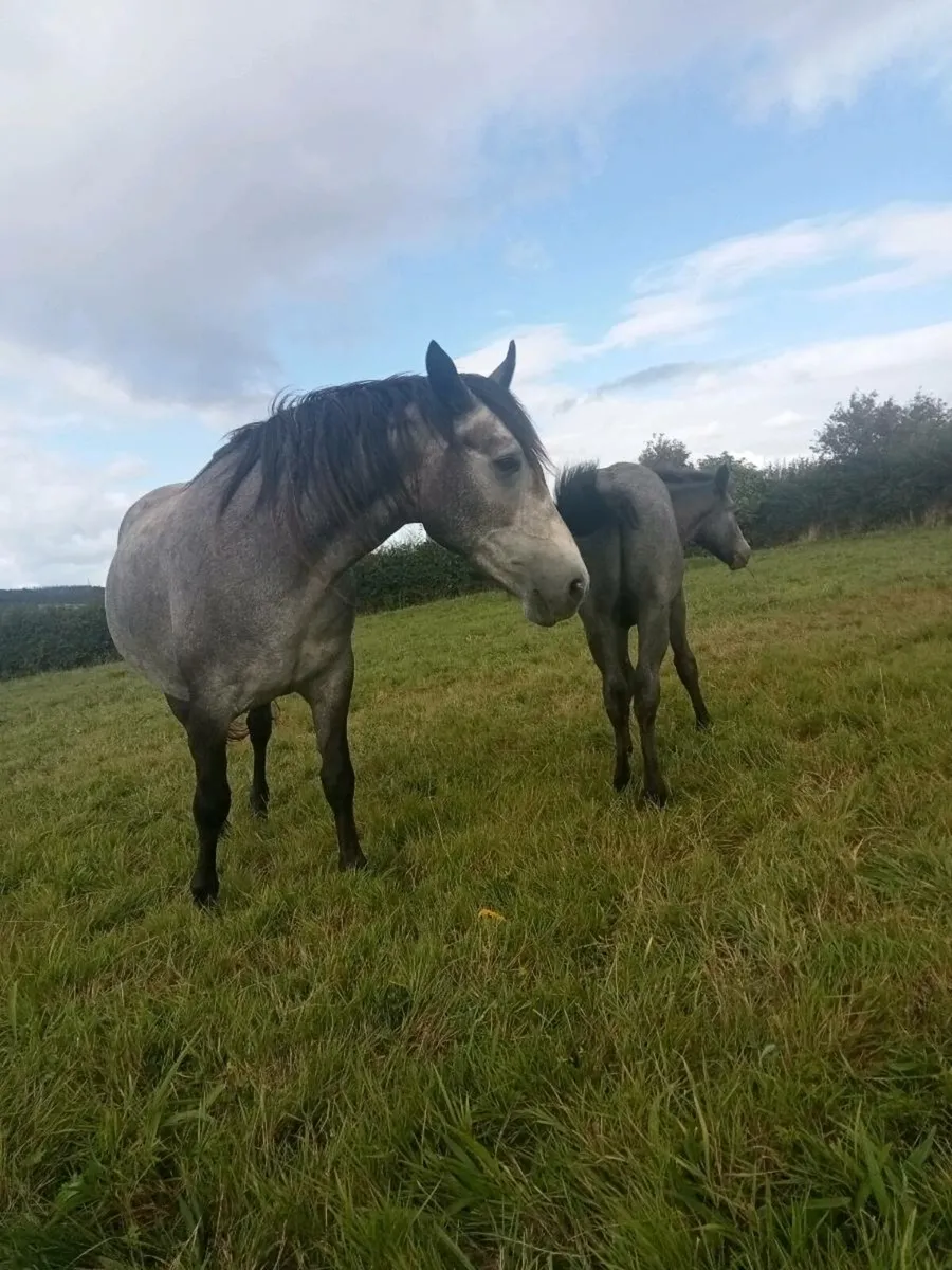 Silver Shadow Class one Mare - Image 4