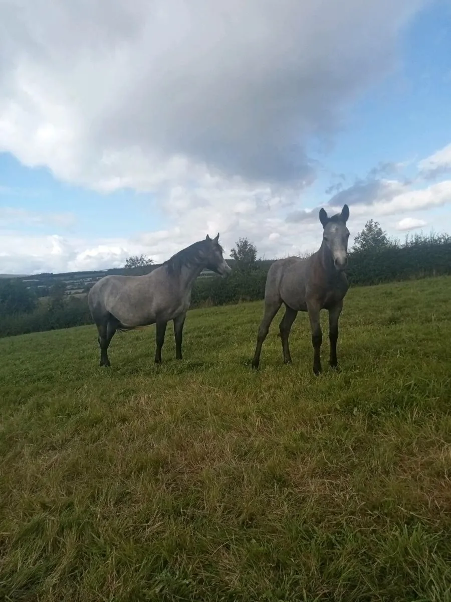 Silver Shadow Class one Mare - Image 4