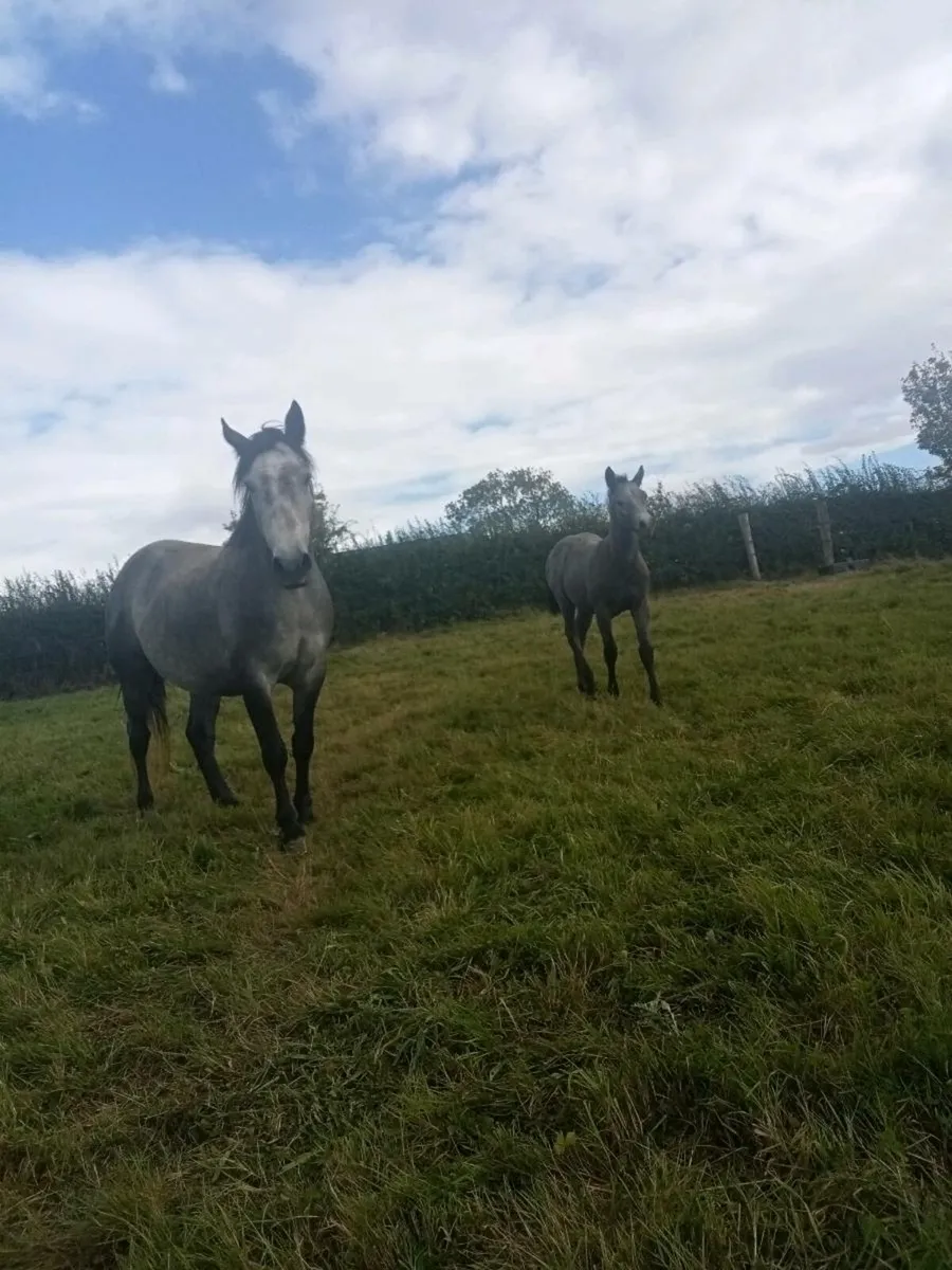 Silver Shadow Class one Mare - Image 1