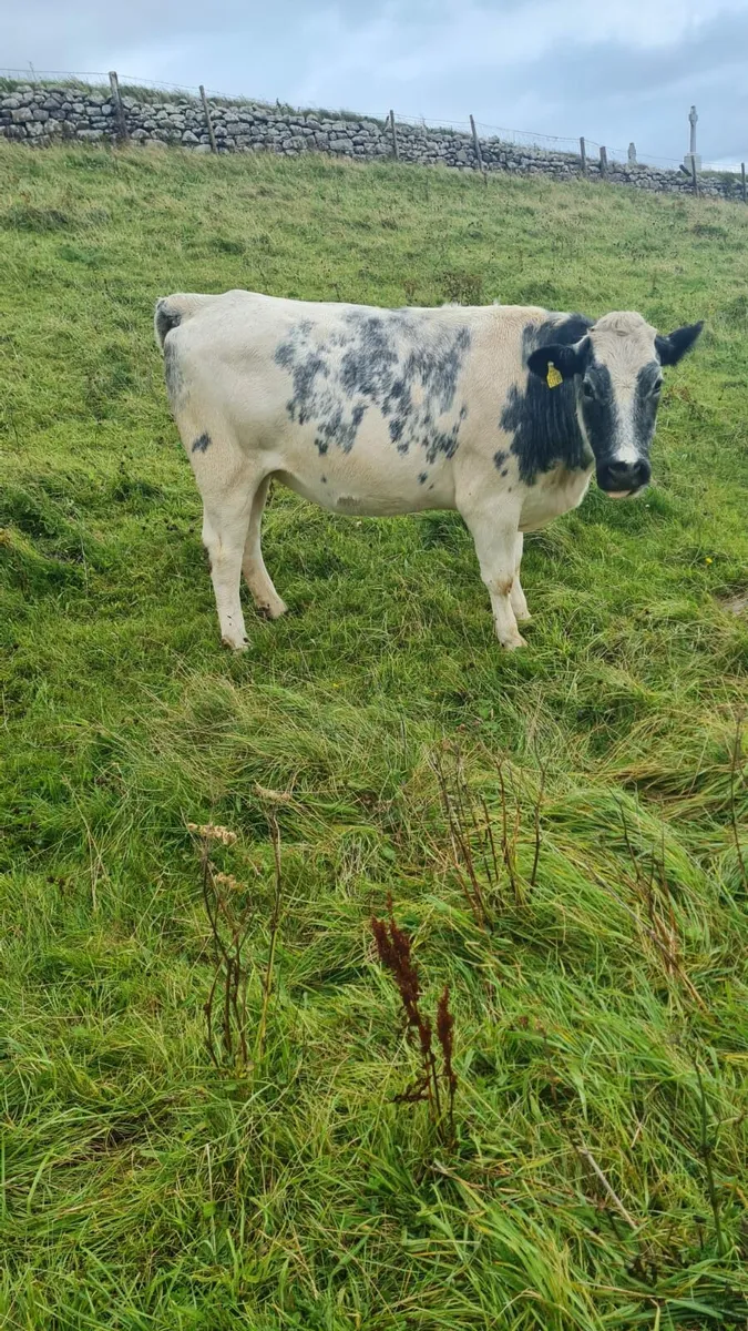2 Springing heifers for sale - Image 3