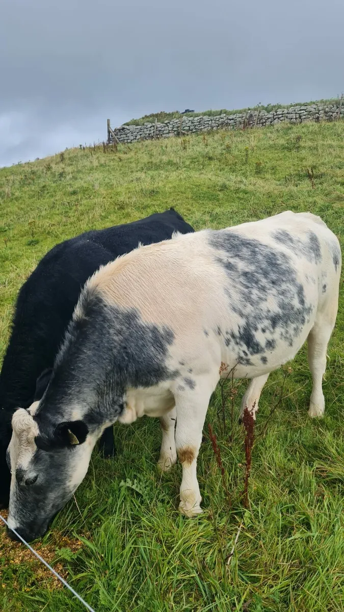 2 Springing heifers for sale - Image 4