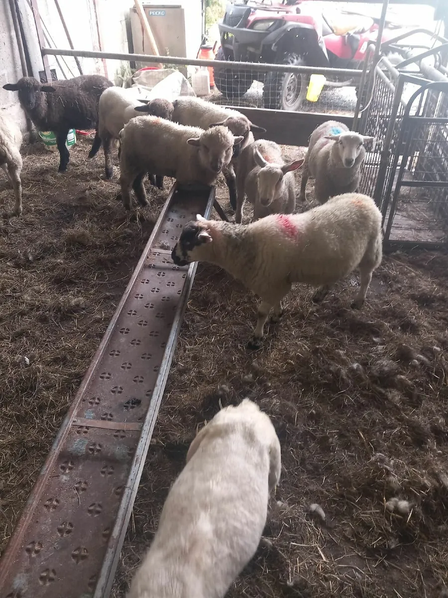 Ram lambs - Image 3