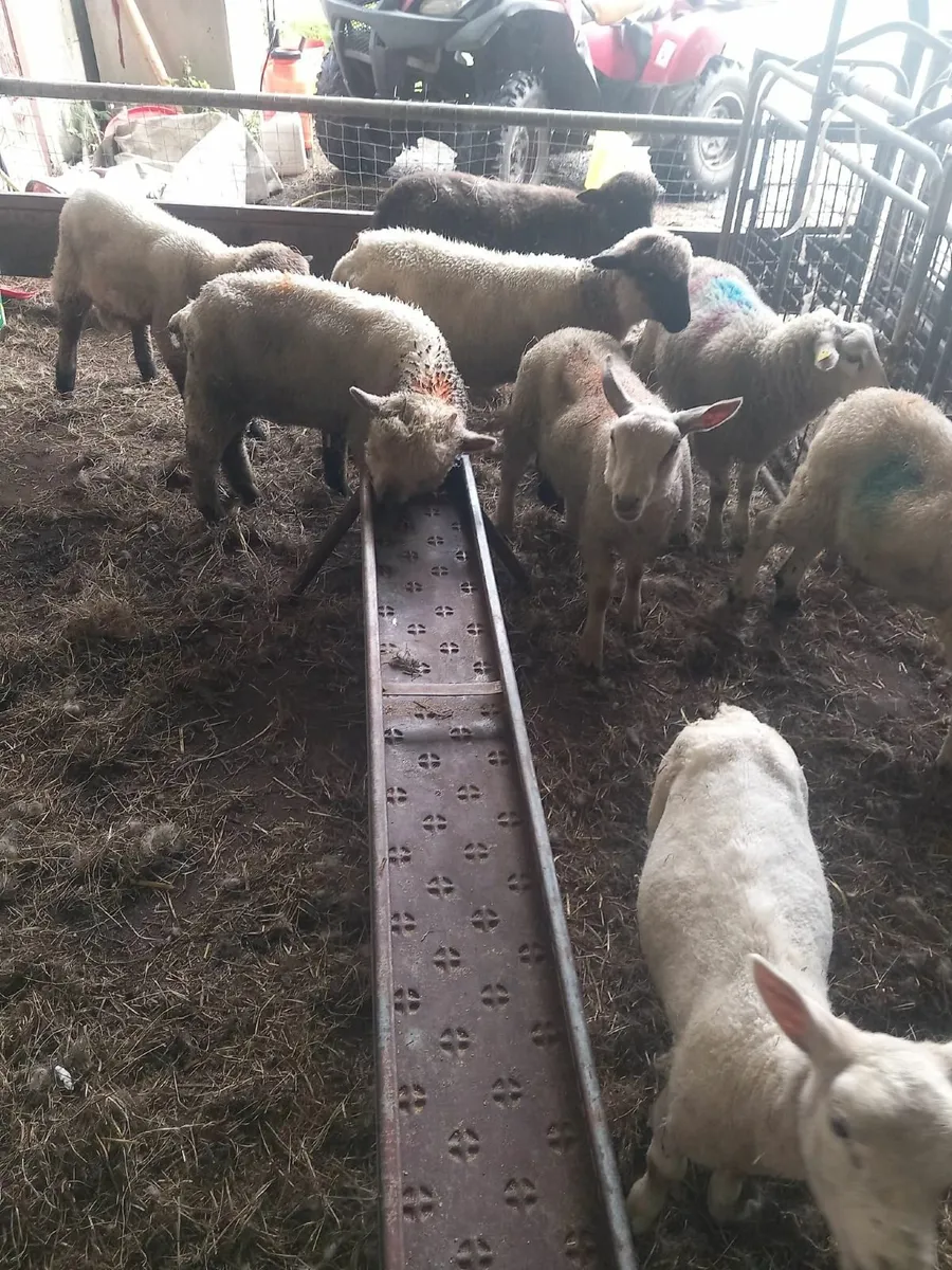 Ram lambs - Image 4